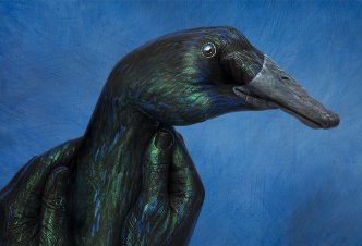 Indian black duck - Ph. M.J. Daniele